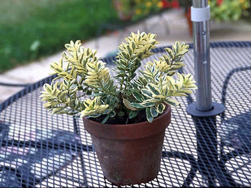 A 6 inch potted plant out on the patio.