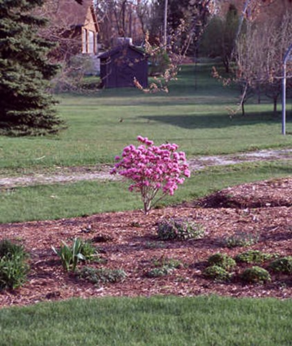PJM Rhododendron
A plant in the early spring.  Blooming along with the Pulmonaria.