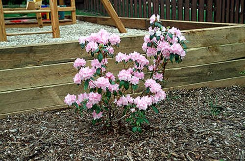 This plant is growing in a protected, shady spot. It has survived two mild winters.