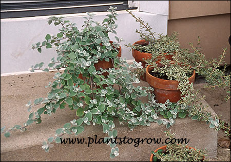 A 6" pot with the gray leaved Licorice plant. It has a very nice gray color that goes with most any other combination