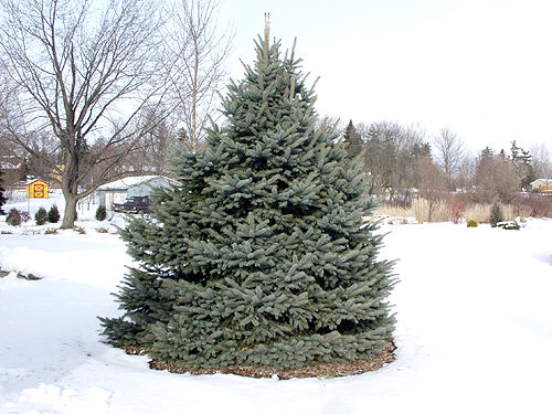 This tree has been in the ground around 7 years.  It started as a 3' plant.