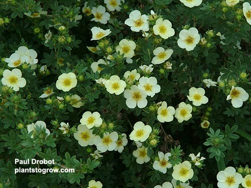 Potentilla 