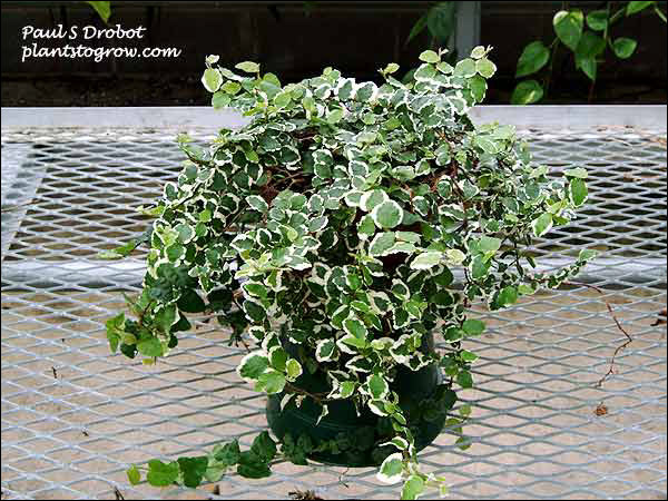 Notice how some of the variegated leaves have started to revert back to green. These need to be cut out or they will take over the plant.