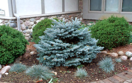 I have done some pruning on this plant to keep it to size, but this was in vain.  This coming July I will move it to another spot.  The small tuffs of blue grass is Fescue "Elija Blue".  It was only moderately successful in this spot and after a few years we gave up on it.