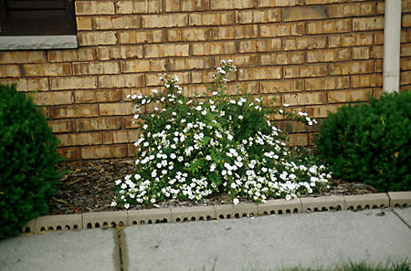 Potentilla "Mount Everst"