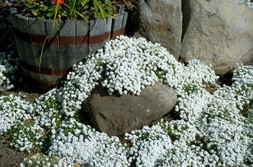 This picture was taken in mid to the end of October.  The Alyssum was still going strong, while most of the surrounding plants were way past their prime.