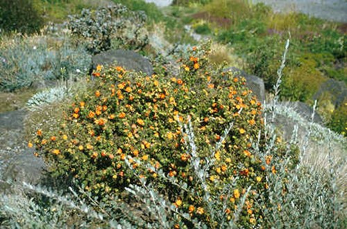 I wish we could grow the orange colored Potentilla in our area (zone #5). The orange tends to fade to yellow.  This was the nicest orange flowering Potentilla I have ever seen.