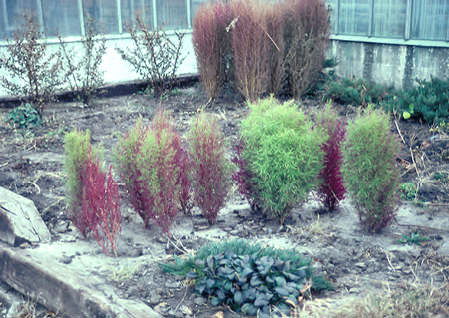Some Kochia showing their fall coloration.
