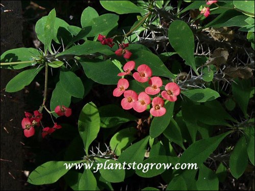 Crown of Thorns (Euphorbia splendens)
