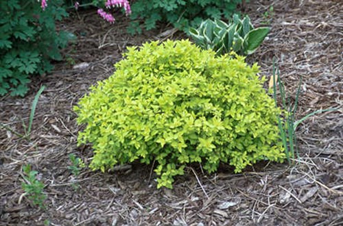 Picture was taken in early to mid May.  At this time the foliage is a very bright yellow.