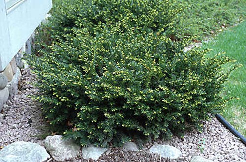 This plant gets less than a half day sun.  But this is enought to keep it compact.