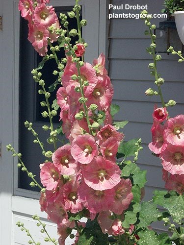 The owner just sprinkled the seeds on the ground the year before and wallah a picture perfect garden.