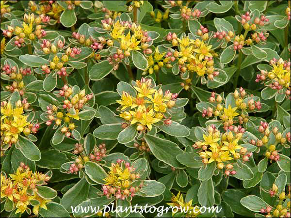 A close up of the yellow flowers and the variegated foliage. (end of June)