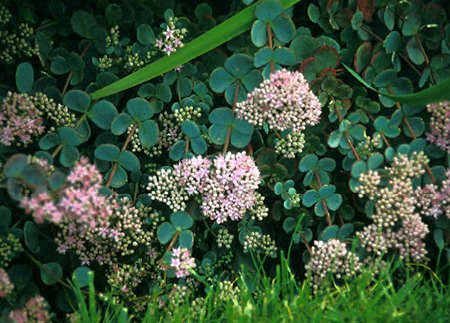 Notice the glaucous blue foliage and the pink flower.  This picture was taken in early October.