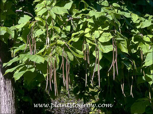 Catalpa speciosa (Catawba-Tree) - Plante