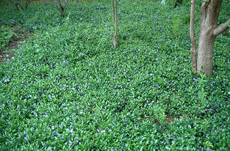 This is in a garden I maintain.  The plants are  from the nursery that once existed on the site.
