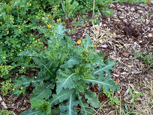 The small yellow flowers and prickly leaves