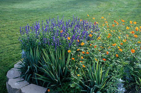 Salvia "Blue Bedder" and Cosmos "Sunset"
