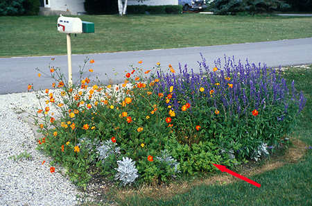 A planting of Cosmos "Sunset" and Salvia "Blue Bedder". The arrow is pointing to seedlings from this years flowers.  They will grow and take over the bed giving a new flush of plants and flowers.