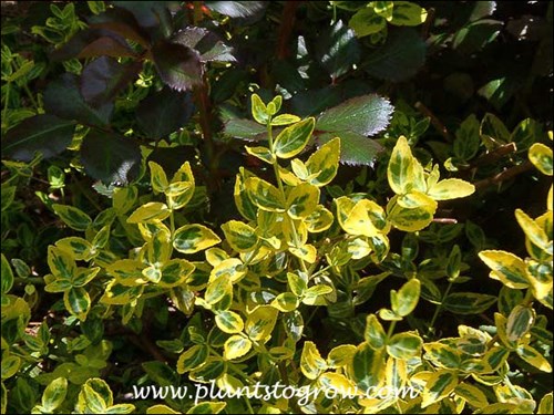 Euonymus Emerald and Gold foliage intermingling with the dark foliage of Meidiland Red.