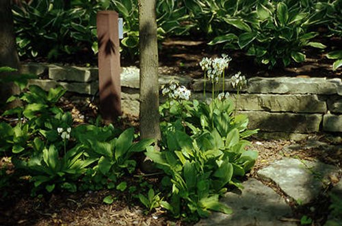 A few plants in a garden. Lots of small seedlings can be seen near the base of the larger plants.  This plantng is in the shade of an Ash tree and the soil is humusy.