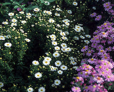 The white flowering Aster "Snow Cushion" along with Aster "Professor Kippenburg"