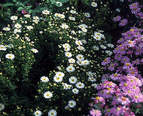 The white flowering Aster 