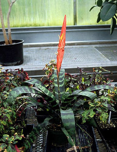 Without the flower, many of my students said the plant looked like a spider.  Notice the bands of colors on the leaves.  Even without the flower spike, this is a very ornamental plant. This plant is in a 6