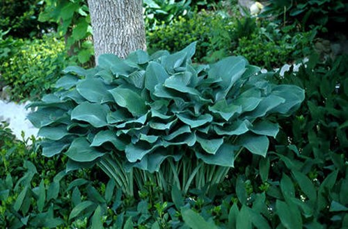 This clump is over 15 years old.  Every spring I remove all of the Pachysandra and Lily of the Valley form the base of the plant to give it some growing room.
