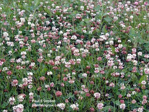 This patch of white clover was out competing the lawn for space.