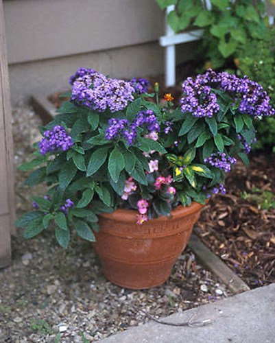 A pot of Heliotrope 
