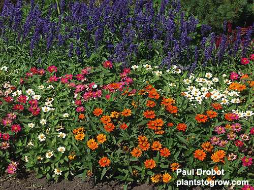The Zinnia survived a very dry summer (summer of 2002), getting only survival water.