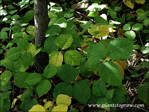 The compound leaf has three leaflets. Growing in a shady location.