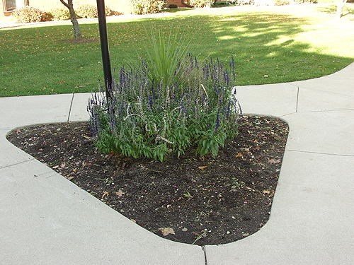 This picture was taken on a cool sunny day in October.  The frost already killed  the Begonias but the Salvia 