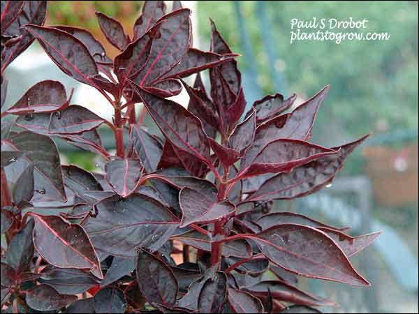dark maroon foliage