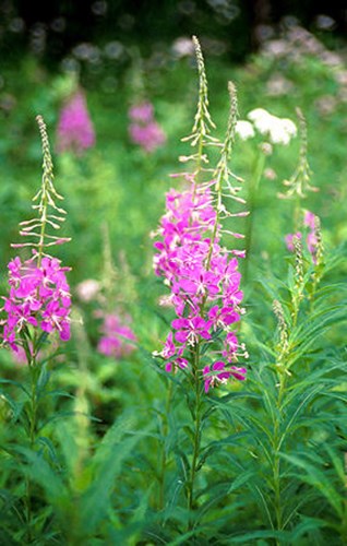 The flowering spike of the 