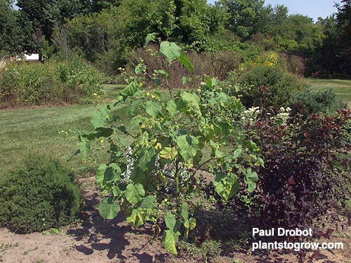 Velvet leaf (Abutilon theophrasti)
Allowed this plant to grow in one of my gardens.  Just to see how big it could get.  The plant was about 5' tall by 3' spread.
