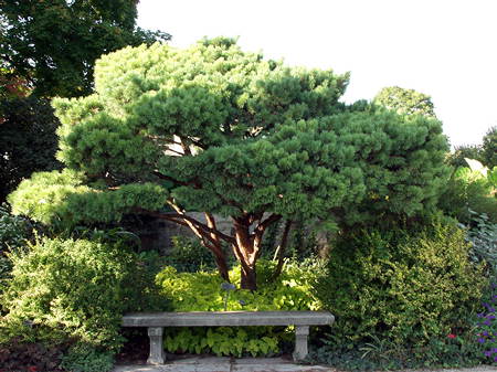 I have enjoyed looking at this plant for over 27 years (2001).