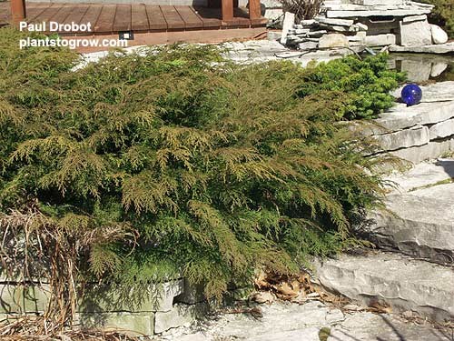 Picture was taken in the early spring and the plant still has some winter color on the tips of the branches.
