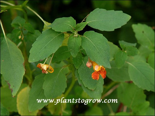 Jewel Weed (Impatiens capensis)
the orange spotted flower
