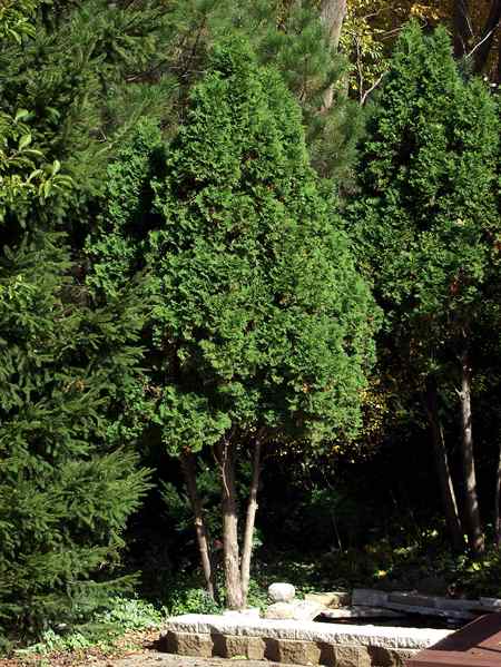 White Cedar (Thuja occidentalis) These plants have been here for over 25 years (as of 2001).  During one season we had an early ice storm that cracked many of the lower branches and the tops of both of these plants. I cut out the broken top and trained a new leader. Cut off the bottom branches and the plants are still thriving today.
