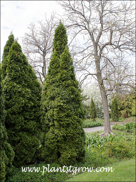 Pyramide Tree 3-7 | Plants To Grow Plants Database by Paul S. Drobot