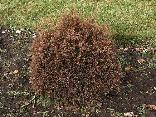 This picture was taken in October and displays the fall winter coloration of this plant. The plant is about 2 years old from a gallon size plant.