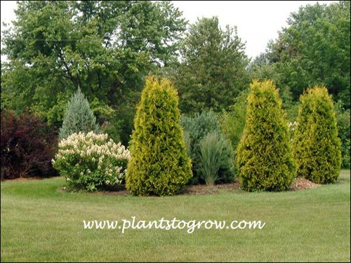 The back side of one of my gardens