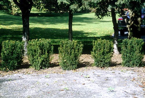We planted around 40 Hicks Yew, to create a hedge around this garden.