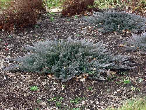 This picture was taken in November.  The plants foliage color turns a darker blue-gray color during the spring and fall.