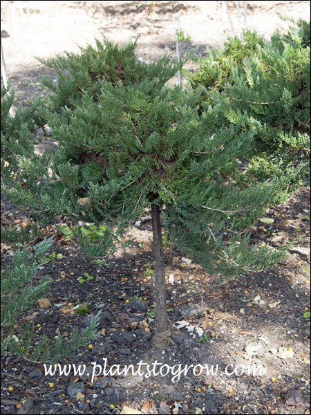 3-9 | Plants To Grow Plants Database by Paul S. Drobot