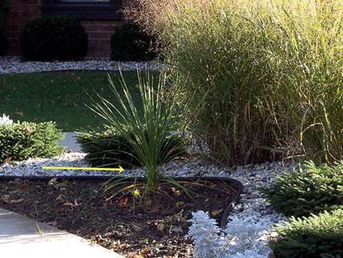 Same garden as previous picture, except this picture was taken in October. It is towered over by Panicum 