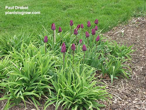 A planting of tulips among Daylily.  After the tulips are done blooming they will be covered up by the daylily. This picture was taken on May 8th.