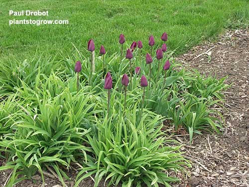 A planting of tulips among Daylily.  After the tulips are done blooming they will be covered up by the daylily. This picture was taken on May 8th.